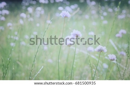 blurred picture ,field of violet  flower 