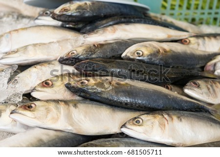 Fresh mackerel fish on ice at the market