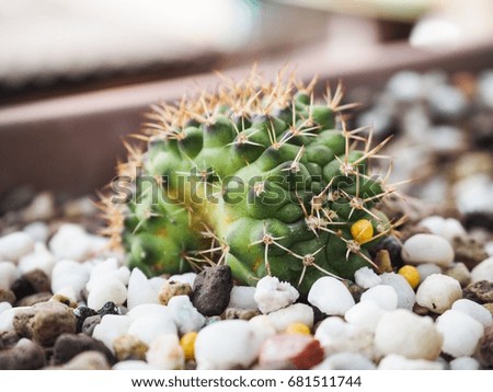 cactus flower. Image has shallow depth of field. Blurry background .