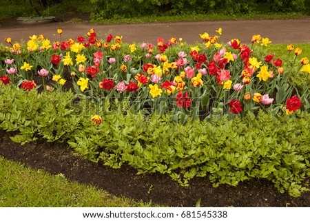 Flowerbed with tulips