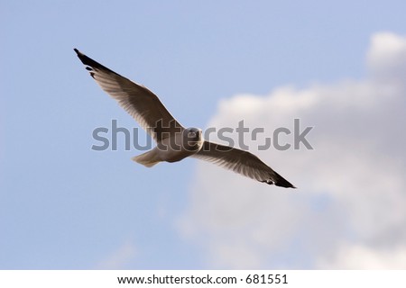 Seagull searching