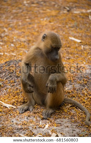 Baboon monkey in Makasutu area, Gambia