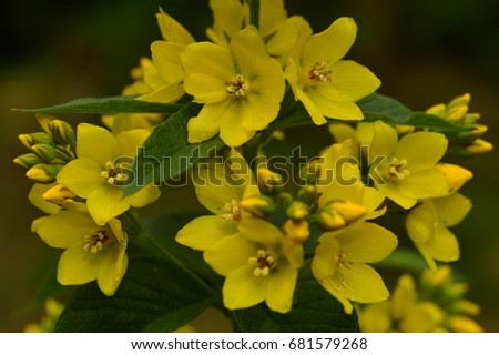 Loosestrife wild flowers inflorescence of yellow blooming summer flowers