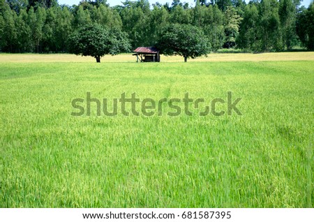 Landscape green rice fields are beautiful produce grains in Thailand