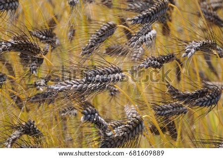emmer wheat, one of first domesticated crops Royalty-Free Stock Photo #681609889