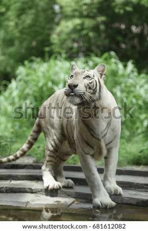 white tiger in the jungle on the background of wild nature