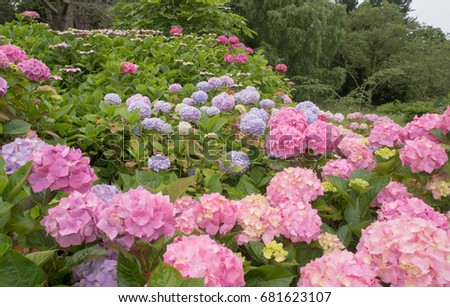 Colourful Mop Head Hydrangeas in a Woodland Garden on the Isle of Anglesey in Wales, UK