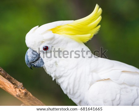 Yellow-crested cockatoo white parrot head close-up looking cute in Loro Park on Tenerife, Canary islands, Spain wi selective focus