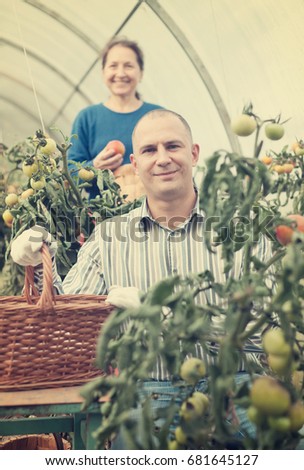 Woman and man in tomato plant  at hothouse