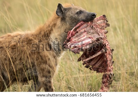 A Hyena carries away the rib cage of a recent kill in the Masai Mara, Kenya