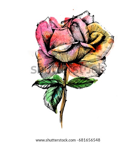 Wildflower rose flower in a watercolor style isolated. Vector wild flower for background, texture, wrapper pattern, frame or border.
