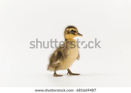 Funny duckling of a wild duck on a white background.