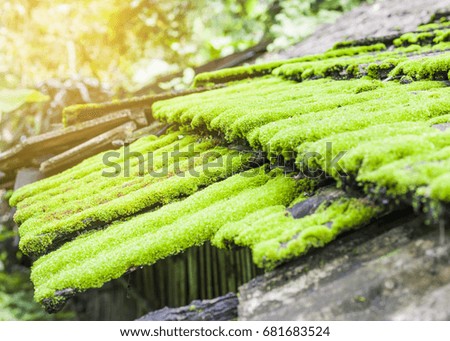 close up of very old tiled roof covered by beautiful green moss with nature background
