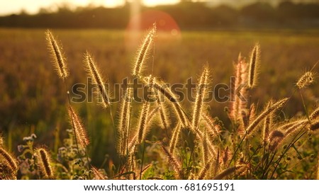 Beautiful cane in the field during sunset at a countryside in northern part of Thailand. 
