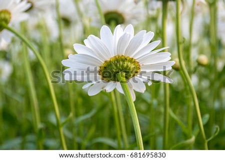 close up view of underside of white daisy in summer garden