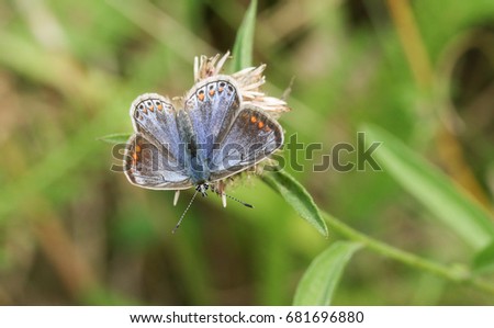 A female Common Blue Butterfly (Polyommatus icarus) perched on a flower. 
