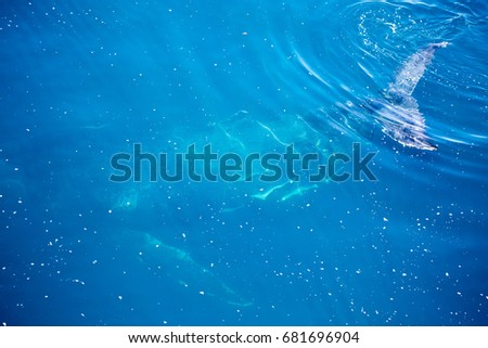 Humpback Whale, Kimberley, Australia. The largest congregation of humpback whales in the world. Gathering each year to breed in this region of Australia.  