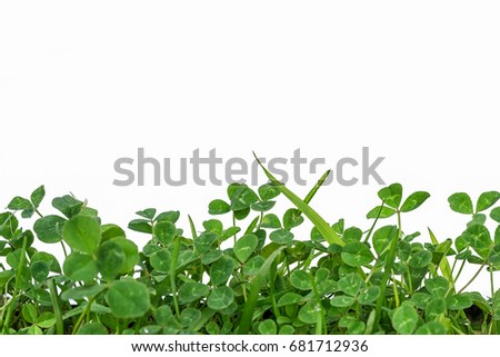 green clover frame at the bottom isolated on white background and copy space for your text