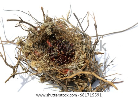 Northern Mocking Bird Nest. Nest of the Northern Mocking Bird. Mocking Bird Nest made from Twigs, Branches, Grasses, String, and filled with seeds by the mother and father bird. 