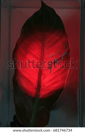 saxophone wrote on green leaf on red light and grey background