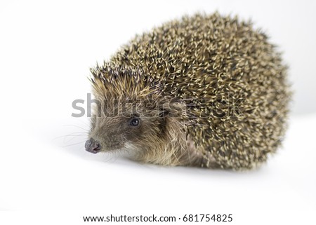 cute hedgehog isolated on white