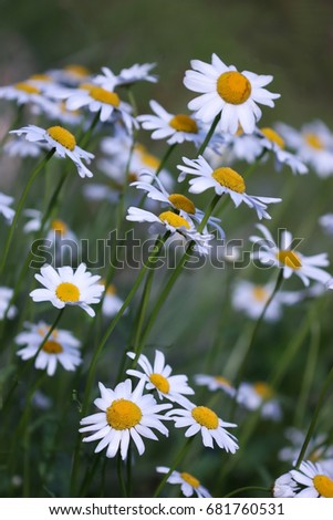 The camomile blossoming in a summer garden. Flower background vertically with color correction. Close up. Macro.   Matricaria. Asteraceae Family.