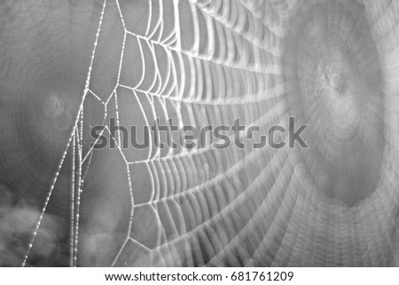 Black & White Spider's Web Royalty-Free Stock Photo #681761209