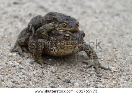 Russian Federation. May 5,2017. Mating season in amphibians (frog. toad)