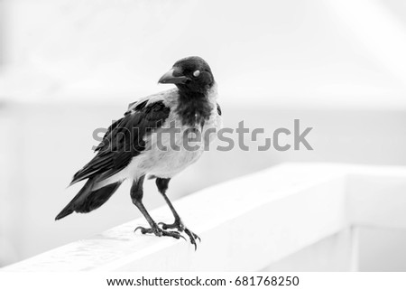 Blind hooded crow. Crow with closed eyelid. White black photo