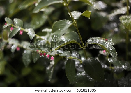 Water drops on the green leaves.