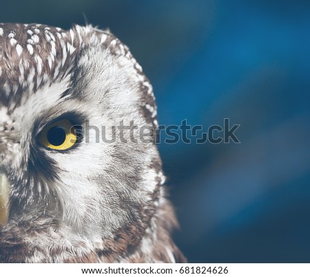 Boreal Owl (Aegolius funereus), portrait in the forest