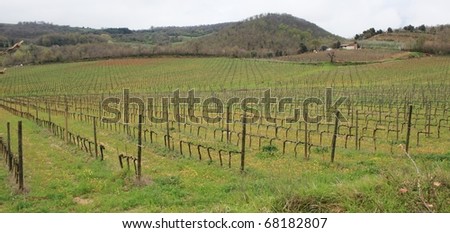 Chianti vineyard in Tuscany
