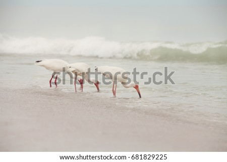 Three ibis feeding at the edge of the surf on a Florida beach with waves crashing in the background.