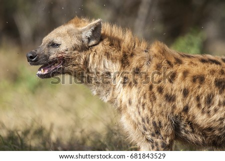 Hyena South Africa