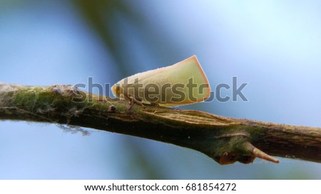 White leafhopper perched on plant twigs with beautiful background.