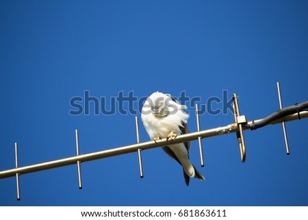 A Brown  ,Australian , Chicken-hawk, Grey-headed , Western or Collared Goshawk  a medium-sized raptor (bird of prey) is perched on a TV antenna on a fine winter afternoon after preening its feathers.