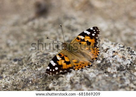 butterfly on ground