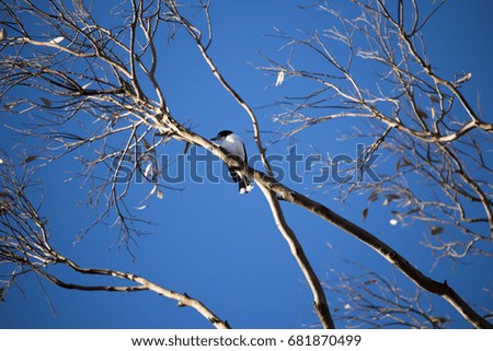 A  small  newly feathered  black and white  juvenile Australian magpie cracticus tibicen   is perching on a tree branch on a sunny afternoon in mid winter  carolling sweetly.