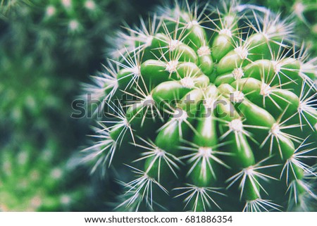 fresh green cactus with its sharp thorns in the desert in soft tone.