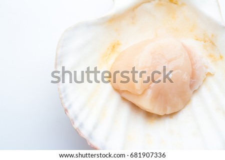 Scallop in seashell on white background closeup
