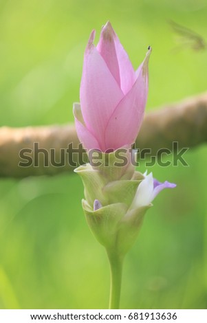 Closeup Siam Tulip flower with blurred background