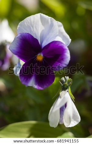 Purple white pansy flowers (Viola tricolor). Close-up.
