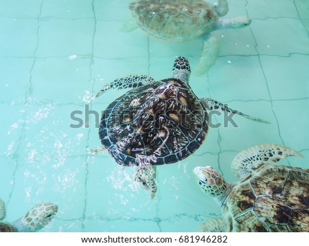 Sea Turtles Swim