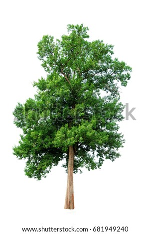 Big tree green on white background isolate picture.
