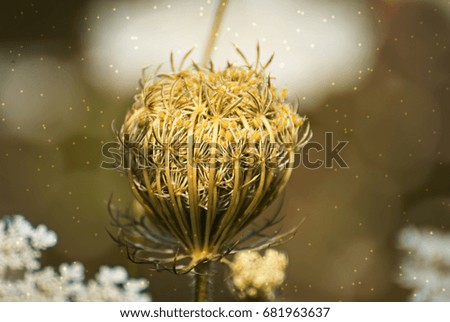 wild flower with a colorful background outdoor on a field