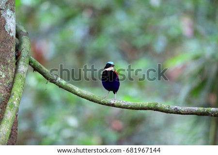 Blue-headed pitta (Hydrornis baudii) male in Danum Valley, Sabah, Borneo, Malaysia Royalty-Free Stock Photo #681967144