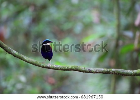 Blue-headed pitta (Hydrornis baudii) male in Danum Valley, Sabah, Borneo, Malaysia Royalty-Free Stock Photo #681967150