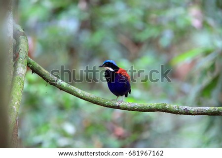 Blue-headed pitta (Hydrornis baudii) male in Danum Valley, Sabah, Borneo, Malaysia Royalty-Free Stock Photo #681967162