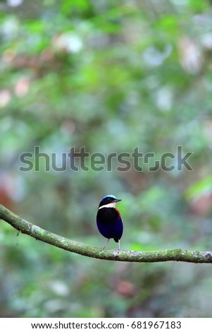Blue-headed pitta (Hydrornis baudii) male in Danum Valley, Sabah, Borneo, Malaysia Royalty-Free Stock Photo #681967183