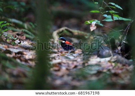 Blue-headed pitta (Hydrornis baudii) male in Danum Valley, Sabah, Borneo, Malaysia Royalty-Free Stock Photo #681967198